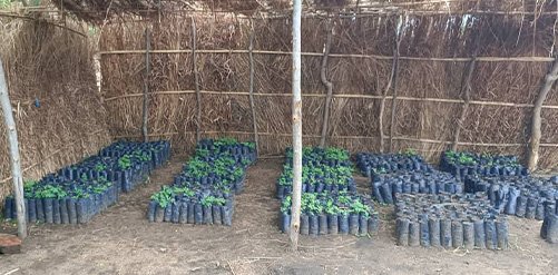 Tree Nursery
